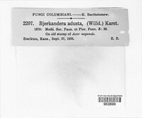 Bjerkandera adusta image